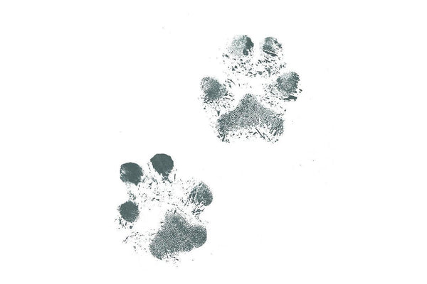 Baby Ink: Inkless Printing Kit - Pet Ink