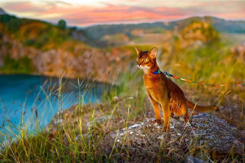 Pidan Cat Harness & leash Set - Multicoloured