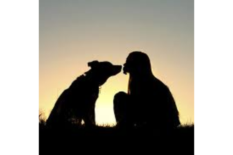 Ozstock 3x Dog Training Box Toilet