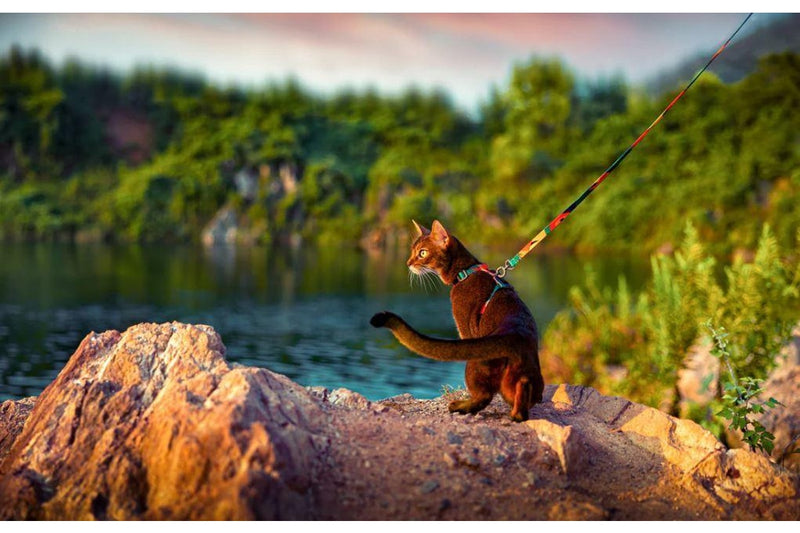 Pidan Cat Harness & leash Set - Multicoloured