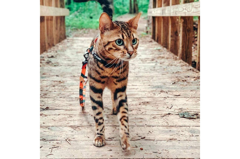 Pidan Cat Harness & leash Set - Multicoloured