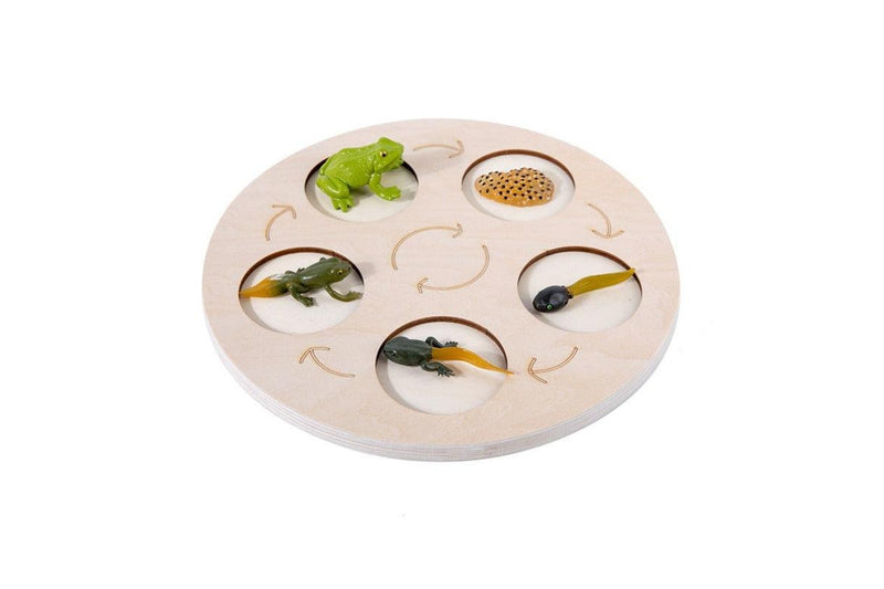 Children Cognitive Enlightenment Insect Animal Life Growth Cycle Educational To Educational Toys