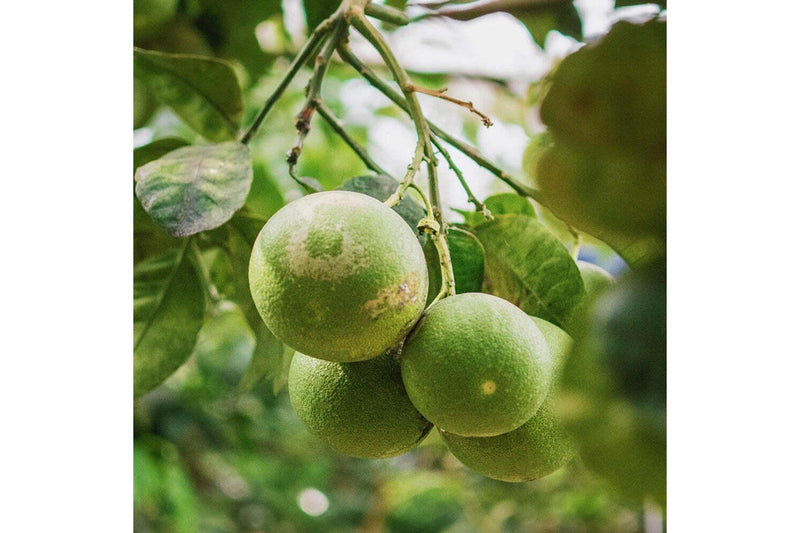 Zodiac Natural Way 6kg Walnut Shell & Cassava Cat Litter Plant-Based Flushable